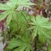 Thumbnail #1 of Acer palmatum by davesnursery