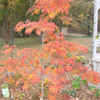 Thumbnail #1 of Acer japonicum by n2birds
