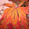 Thumbnail #3 of Acer japonicum by n2birds