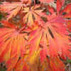 Thumbnail #2 of Acer japonicum by n2birds