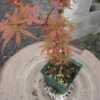 Thumbnail #1 of Acer palmatum by davesnursery