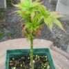 Thumbnail #1 of Acer palmatum by davesnursery