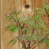 Thumbnail #2 of Acer palmatum by lisasmall