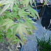 Thumbnail #2 of Acer palmatum by wagneramy