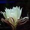 Thumbnail #1 of Epiphyllum oxypetalum by noneoftheabove2