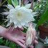 Thumbnail #4 of Epiphyllum oxypetalum by cgkathy