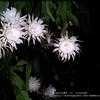 Thumbnail #5 of Epiphyllum oxypetalum by wynxsmom