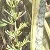 Thumbnail #5 of Sansevieria trifasciata by Dinu