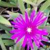 Thumbnail #2 of Delosperma cooperi by Joy