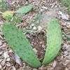 Thumbnail #3 of Opuntia humifusa by Equilibrium