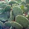 Thumbnail #5 of Opuntia humifusa by shazbot3