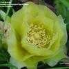 Thumbnail #4 of Opuntia humifusa by TamiMcNally