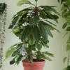 Thumbnail #5 of Euphorbia leuconeura by hiromori