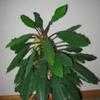 Thumbnail #2 of Euphorbia leuconeura by jenny21