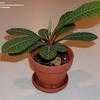 Thumbnail #4 of Euphorbia leuconeura by hiromori