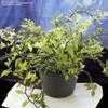 Thumbnail #3 of Euphorbia tithymaloides by giancarlo