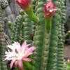 Thumbnail #1 of Cereus repandus by palmbob