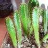 Thumbnail #4 of Cereus repandus by Stake