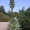 Thumbnail #2 of Agave angustifolia by palmbob