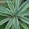 Thumbnail #4 of Agave angustifolia by Thaumaturgist