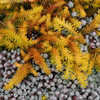 Thumbnail #4 of Sedum rupestre by growin