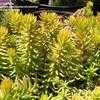 Thumbnail #2 of Sedum rupestre by kniphofia