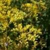 Thumbnail #5 of Sedum rupestre by Calif_Sue