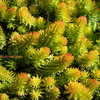 Thumbnail #3 of Sedum rupestre by Kell