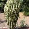 Thumbnail #2 of Euphorbia trigona by palmbob