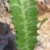 Thumbnail #5 of Euphorbia trigona by Xenomorf