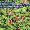 Thumbnail #3 of Aptenia cordifolia by AgnesB