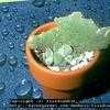 Thumbnail #2 of Kalanchoe beharensis by tiredwabbit