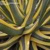 Thumbnail #1 of Agave  by palmbob