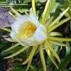 Thumbnail #4 of Hylocereus undatus by palmbob