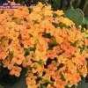 Thumbnail #2 of Kalanchoe blossfeldiana by Chamma