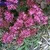 Thumbnail #3 of Sedum spurium by MossRose