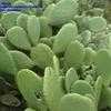 Thumbnail #2 of Opuntia ficus-indica by albleroy