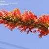 Thumbnail #2 of Fouquieria splendens by palmbob