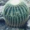 Thumbnail #2 of Echinocactus grusonii by golddog