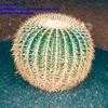 Thumbnail #1 of Echinocactus grusonii by arsenic