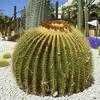 Thumbnail #3 of Echinocactus grusonii by albleroy