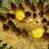 Thumbnail #4 of Echinocactus grusonii by albleroy