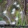 Thumbnail #2 of Epiphyllum hookeri by alhanks