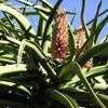 Thumbnail #2 of Aloe barberae by palmbob
