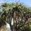 Thumbnail #3 of Aloe barberae by palmbob