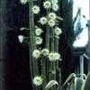 Thumbnail #2 of Echinopsis pachanoi by kennedyh