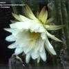 Thumbnail #3 of Echinopsis pachanoi by kennedyh