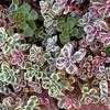 Thumbnail #1 of Sedum spurium by Happenstance