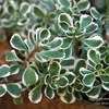 Thumbnail #5 of Sedum spurium by Calif_Sue