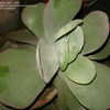 Thumbnail #4 of Kalanchoe thyrsiflora by cactus_lover